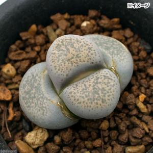 （多肉植物）リトープス　麗春玉　１株植え　２．５号（１鉢）