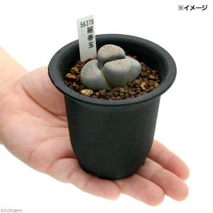 (多肉植物)リトープス 麗春玉 1株植え 2....の詳細画像1