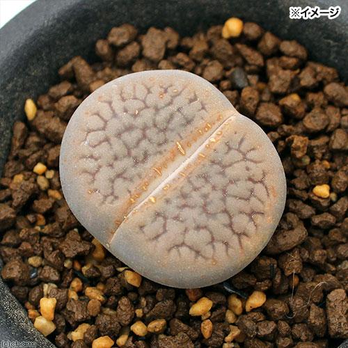 （観葉植物）品種系リトープス　富貴玉　１株植え　２．５号（１鉢）