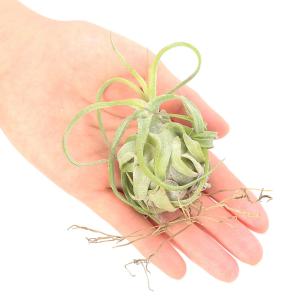 （観葉植物）エアープランツ　チランジア　ストレプトフィラＳ（１株）