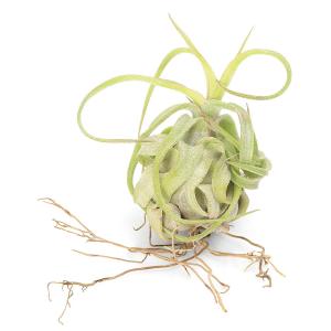 (観葉植物)エアープランツ チランジア ストレ...の詳細画像1