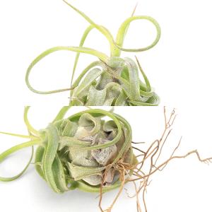 (観葉植物)エアープランツ チランジア ストレ...の詳細画像2