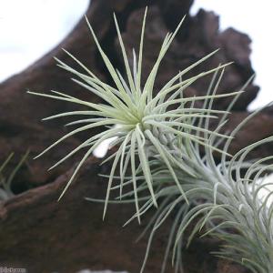 (観葉植物)エアープランツ チランジア フンキ...の詳細画像1