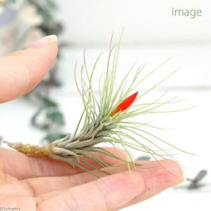 (観葉植物)エアープランツ チランジア フンキ...の詳細画像2