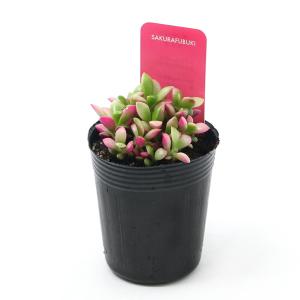 (多肉植物)アナカンプセロス 桜吹雪(さくらふ...の詳細画像1