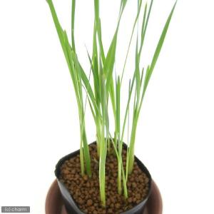 (ビオトープ)水生植物 コガマ(1ポット) 抽水植物の詳細画像1