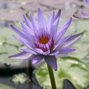 （ビオトープ）睡蓮　熱帯性睡蓮（スイレン）（紫）　チョンプー　ラープ（１ポット）