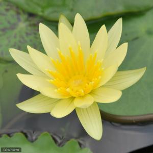 （ビオトープ）睡蓮　熱帯性睡蓮（スイレン）（黄）　セント　ルイス　ゴールド（１ポット）（休眠状態）
