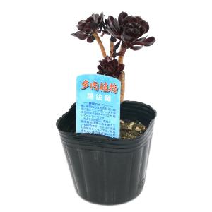 (多肉植物)アエオニウム 黒法師 2.5〜3号...の詳細画像1