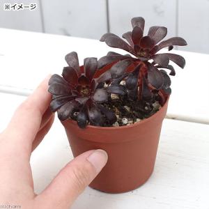 (多肉植物)アエオニウム 黒法師 2.5〜3号...の詳細画像2