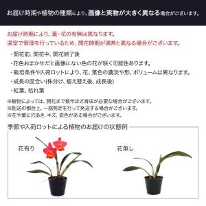 (多肉植物)アエオニウム 黒法師 2.5〜3号...の詳細画像3