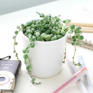 （多肉植物）グリーンネックレス　斑入り　２．５〜３号（１ポット）