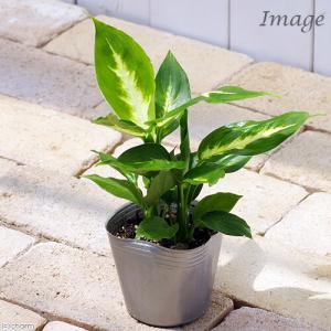 （観葉植物）ディフェンバキア　カミーラ　３号（１ポット）