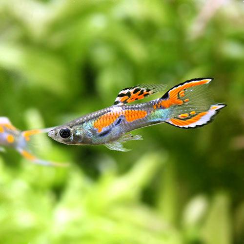（熱帯魚）エンドラーズ・グッピー（外国産）（３ペア）　北海道航空便要保温