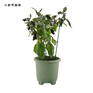 プランター リッチェル 菜園上手 丸36型(グ...の詳細画像2