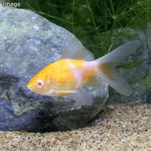 （国産金魚）アルビノ朱文金（３匹）