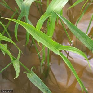 (ビオトープ)水生植物 アギナシ(1ポット) ...の詳細画像1