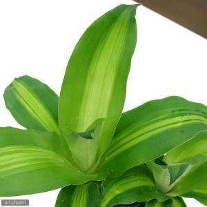 (観葉植物)ドラセナ マッサンゲアナ(幸福の木...の詳細画像1