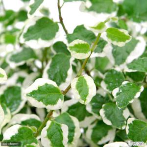 (観葉植物)フィカス プミラ サニーホワイト ...の詳細画像1
