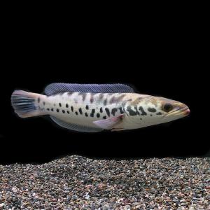 （熱帯魚）一点物　レッドスネークヘッド　ゴールデン（１匹）　北海道航空便要保温