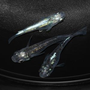 （めだか）墨武メダカ（３匹）