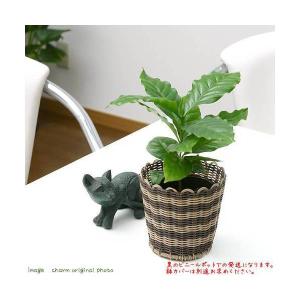（観葉植物）コーヒーの木　３号（１ポット）