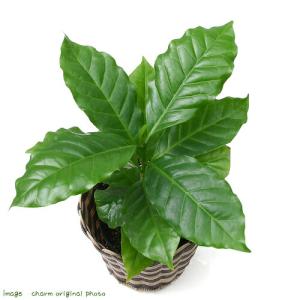 (観葉植物)コーヒーの木 3号(1ポット)の詳細画像1
