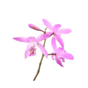 （山野草）シラン（紫蘭）３〜３．５号（１ポット）