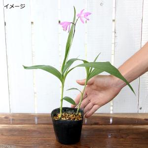 (山野草)シラン(紫蘭)3〜3.5号(1ポット)の詳細画像1