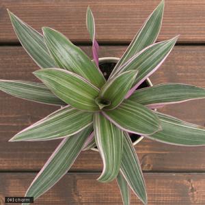 (観葉植物)ムラサキオモト 3.5号(1ポット...の詳細画像1