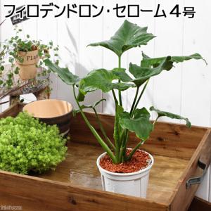 （観葉植物）フィロデンドロン　セローム　３．５〜４号（１鉢）