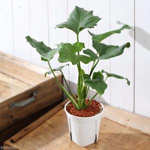 (観葉植物)フィロデンドロン セローム 3.5...の詳細画像1