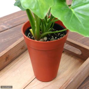 (観葉植物)フィロデンドロン セローム 3.5...の詳細画像2