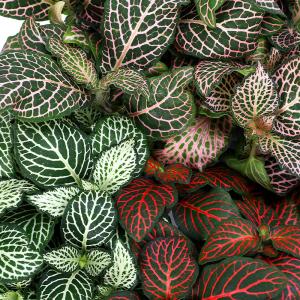 （観葉植物）フィットニア　品種おまかせ　３号（１ポット）