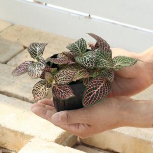 (観葉植物)フィットニア 品種おまかせ 3号(...の詳細画像2