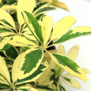 (観葉植物)シェフレラ ホンコン ハッピーイエ...の詳細画像1
