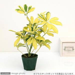 (観葉植物)シェフレラ ホンコン ハッピーイエ...の詳細画像2