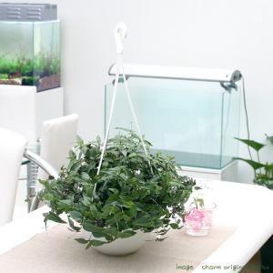 （観葉植物）ブライダルベール　吊り鉢タイプ　５号（１鉢）