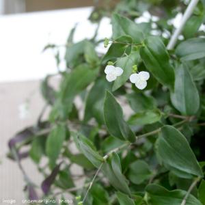 (観葉植物)ブライダルベール 吊り鉢タイプ 5...の詳細画像1