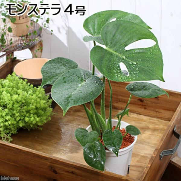 （観葉植物）モンステラ　デリシオーサ　３．５〜４号（１鉢）