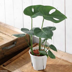 (観葉植物)モンステラ デリシオーサ 3.5〜...の詳細画像1