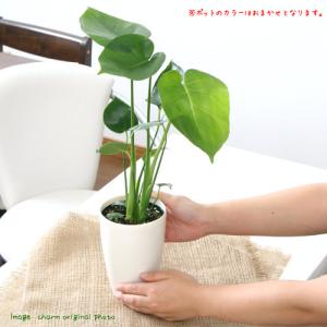 (観葉植物)モンステラ デリシオーサ 3.5〜...の詳細画像2