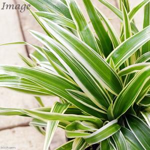 (観葉植物)シャムオリヅルラン 3号(1ポット)の詳細画像1