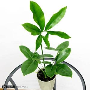 （観葉植物）フィロデンドロン　ファンバン　４号（１鉢）