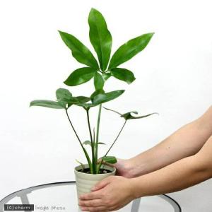 (観葉植物)フィロデンドロン ファンバン 4号...の詳細画像1
