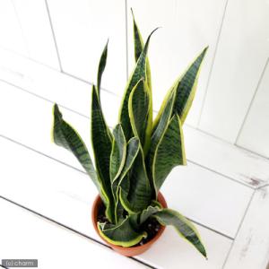 （観葉植物）インテリア　サンスベリア　ローレンチ　５号（１鉢）