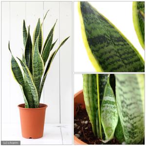 (観葉植物)インテリア サンスベリア ローレン...の詳細画像1