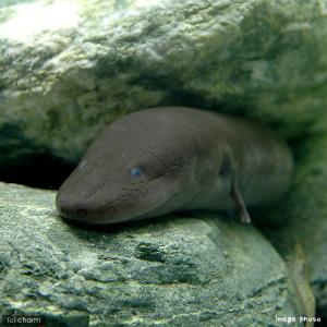（両生類）フタユビアンヒューマ（１匹）　北海道航空便要保温