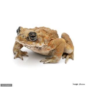 （両生類）（Ｂ品）ミヤコヒキガエル　南大東島産　ＷＣ個体（１匹）　北海道・九州航空便要保温