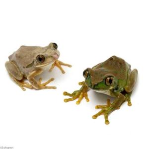 (両生類)ムシクイオオクサガエル WC個体(1匹)の詳細画像1